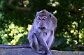 190_Bali_Ubud_Monkey_Forest