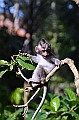 191_Bali_Ubud_Monkey_Forest
