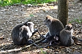 194_Bali_Ubud_Monkey_Forest