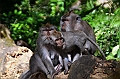 199_Bali_Ubud_Monkey_Forest