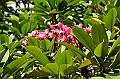 481_Kuala_Lumpur_Orchid_Garden