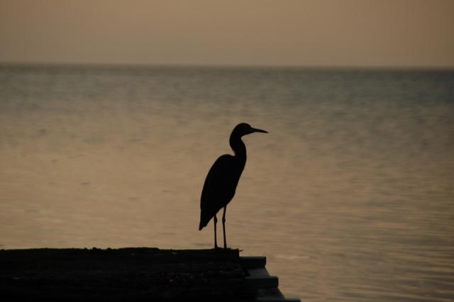 319_Belize_Caye_Caulker.JPG