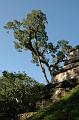 260_Guatemala_Tikal