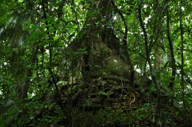 82_Mexico_Palenque_Jungle.JPG