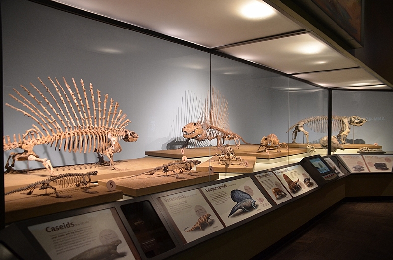 059_USA_Chicago_Field_Museum.JPG