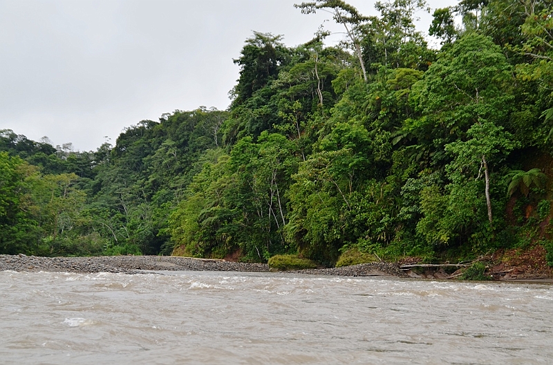 264_Ecuador_Amazonas_Aera_Napo_River_Tour.JPG