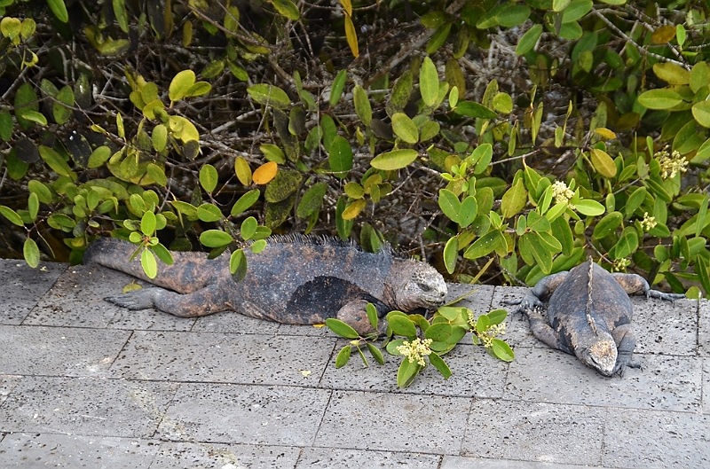 627_Ecuador_Galapagos_Santa_Cruz_Puerto_Ayora.JPG