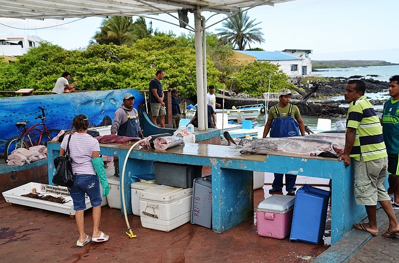 628_Ecuador_Galapagos_Santa_Cruz_Puerto_Ayora.JPG