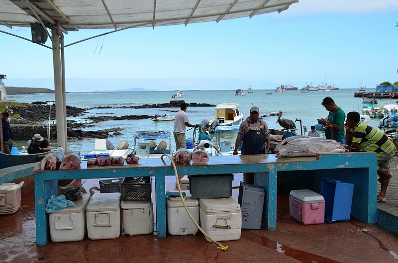630_Ecuador_Galapagos_Santa_Cruz_Puerto_Ayora.JPG