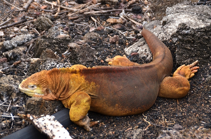 645_Ecuador_Galapagos_Charles_Darwin_Research_Station.JPG
