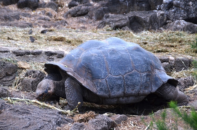 647_Ecuador_Galapagos_Charles_Darwin_Research_Station.JPG