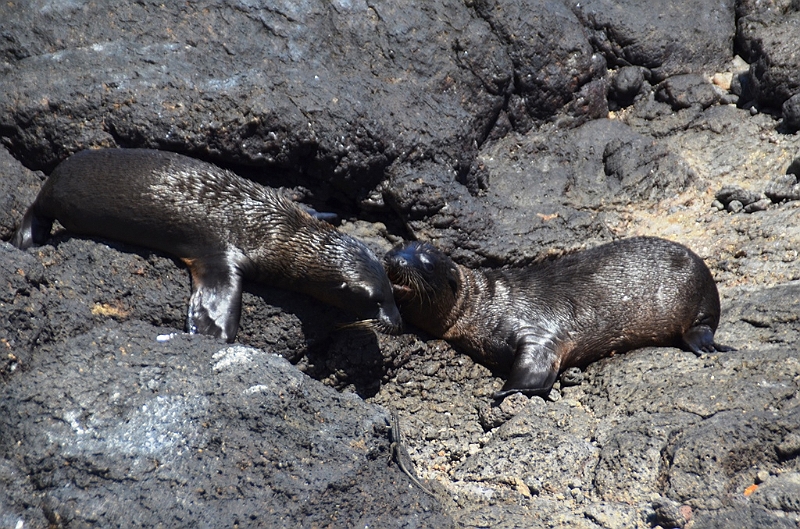 670_Ecuador_Galapagos_Islas_Plazas_South_Boot_Tour.JPG