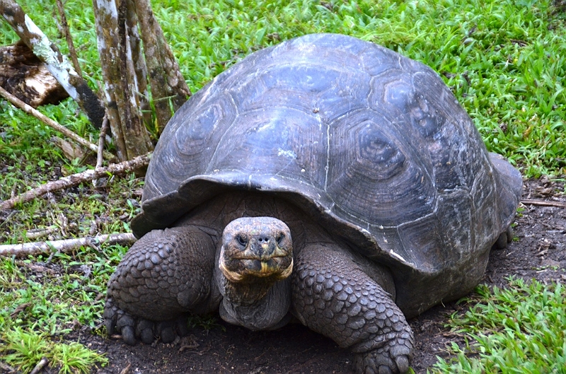 749_Ecuador_Galapagos_Island_Floreana.JPG