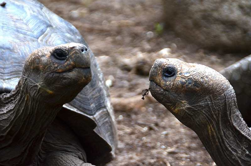 750_Ecuador_Galapagos_Island_Floreana.JPG