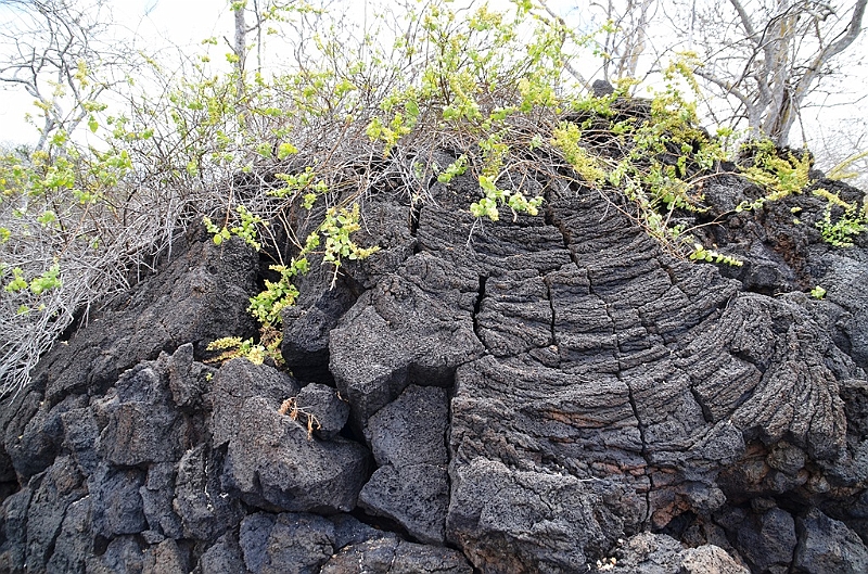 771_Ecuador_Galapagos_Island_Floreana.JPG