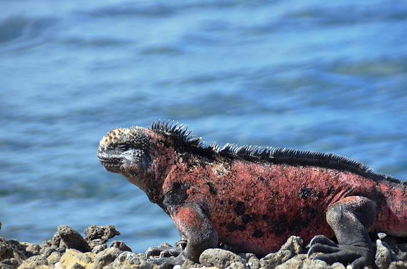 793_Ecuador_Galapagos_Island_Floreana.JPG