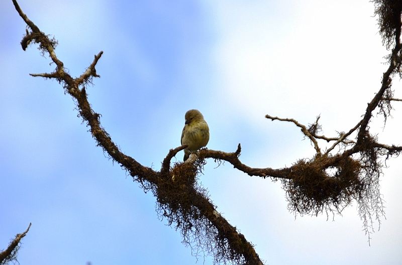 811_Ecuador_Galapagos_Santa_Cruz_Los_Gemelos.JPG