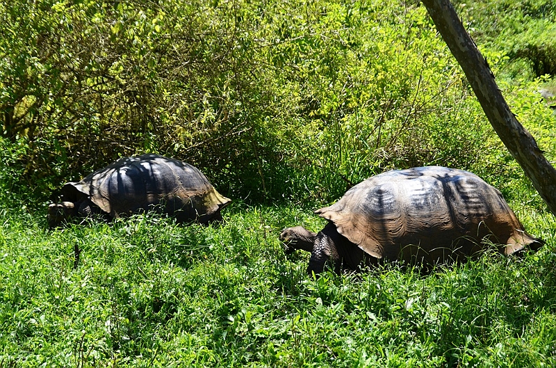 834_Ecuador_Galapagos_Santa_Cruz_El_Chato_Tortoise_Reserve.JPG