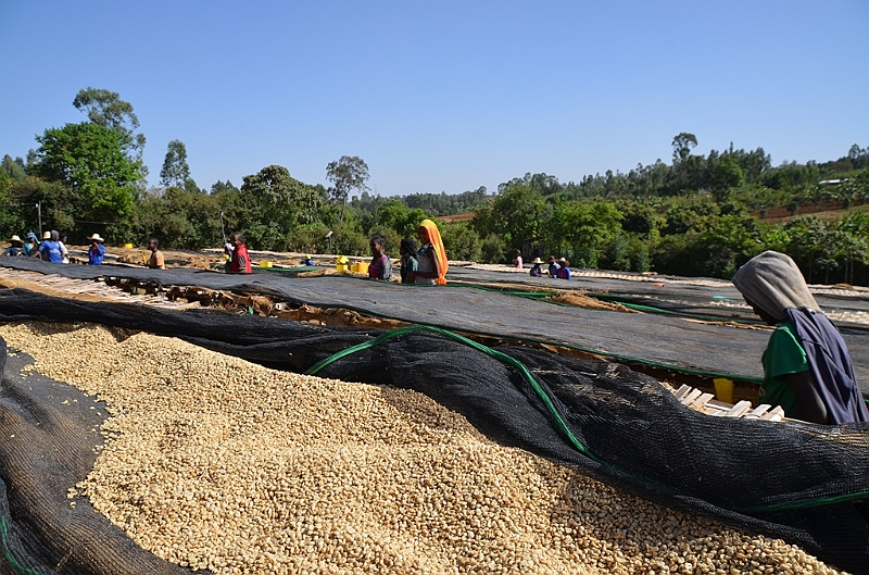 860_Ethiopia_South_Coffee.JPG