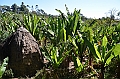 856_Ethiopia_South_Dorze_Village
