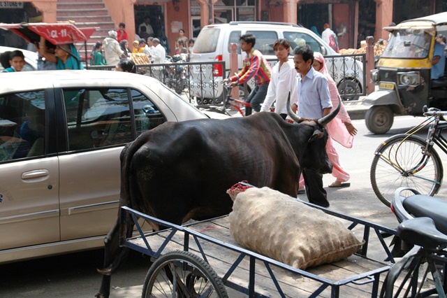 048_India_Jaipur.JPG