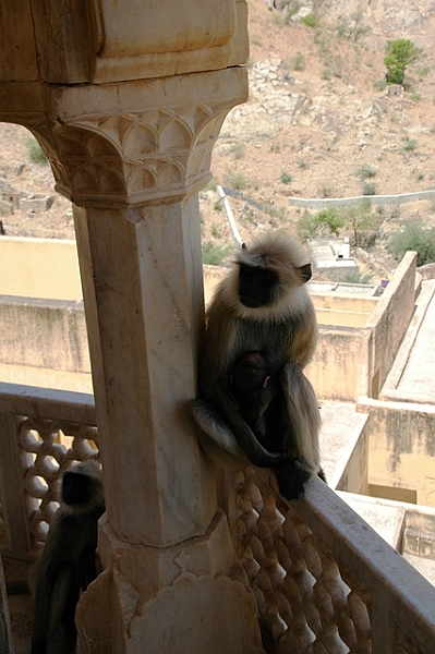 113_India_Amber_Fort.JPG