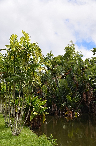 063_Mauritius_North_Sir_Seewoosagur_Ramgoolam_Botanical_Gardens13.JPG