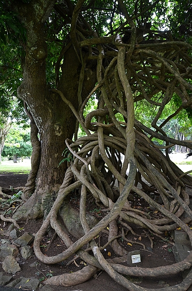 064_Mauritius_North_Sir_Seewoosagur_Ramgoolam_Botanical_Gardens14.JPG