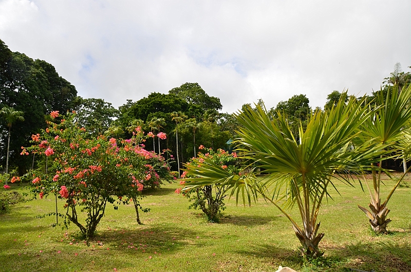 070_Mauritius_North_Sir_Seewoosagur_Ramgoolam_Botanical_Gardens20.JPG