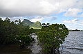 036_Mauritius_South_East_Mangroves