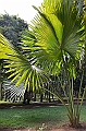 055_Mauritius_North_Sir_Seewoosagur_Ramgoolam_Botanical_Gardens05