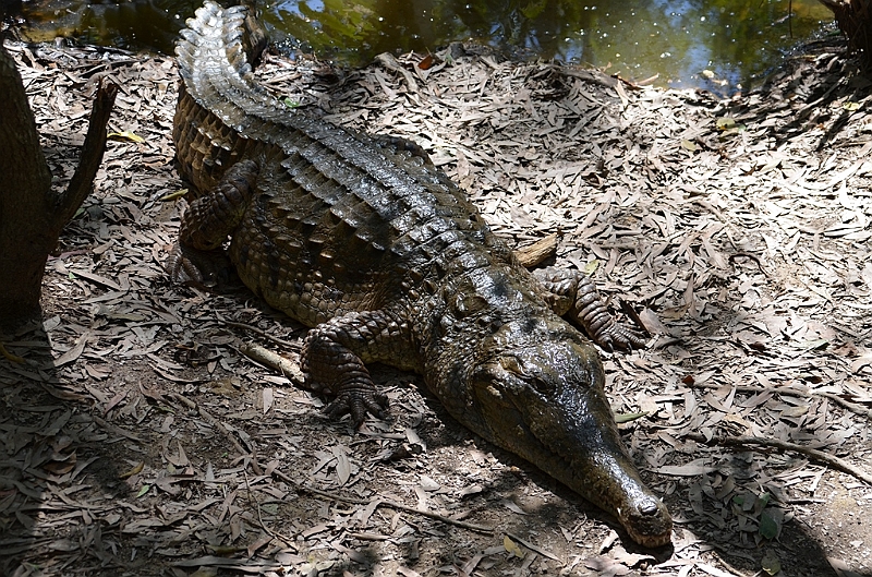 066_Australia_Queensland_Hartleys_Crocodile_Adventure.JPG