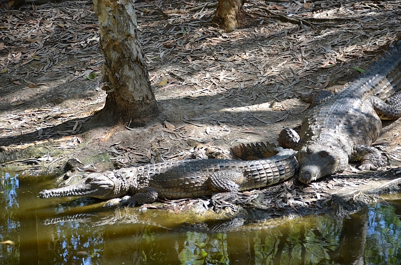 067_Australia_Queensland_Hartleys_Crocodile_Adventure.JPG