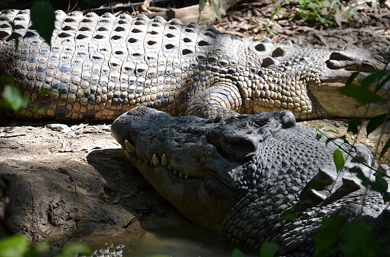 072_Australia_Queensland_Hartleys_Crocodile_Adventure.JPG
