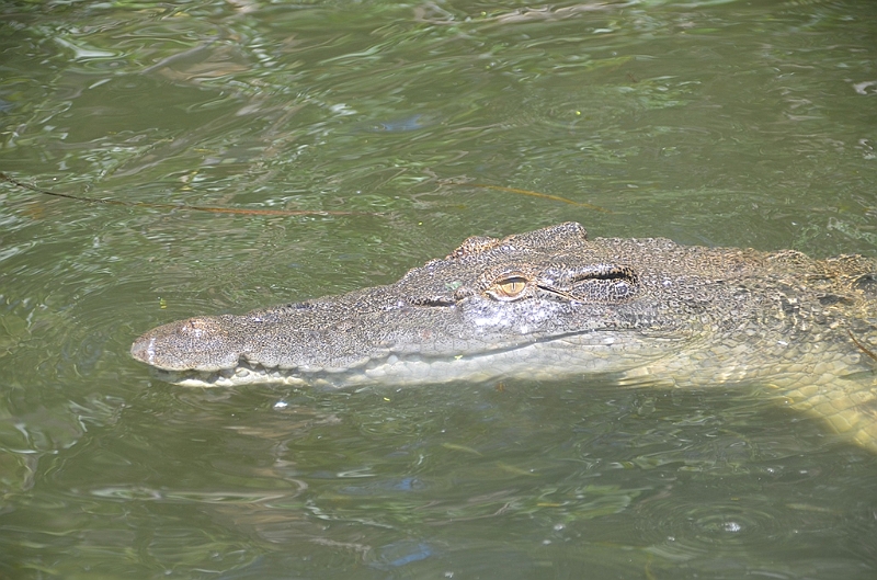090_Australia_Queensland_Hartleys_Crocodile_Adventure.JPG