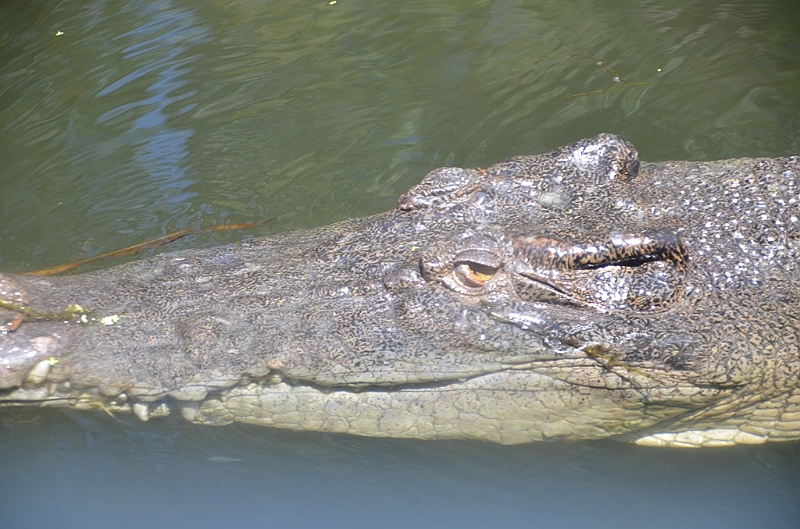 093_Australia_Queensland_Hartleys_Crocodile_Adventure.JPG