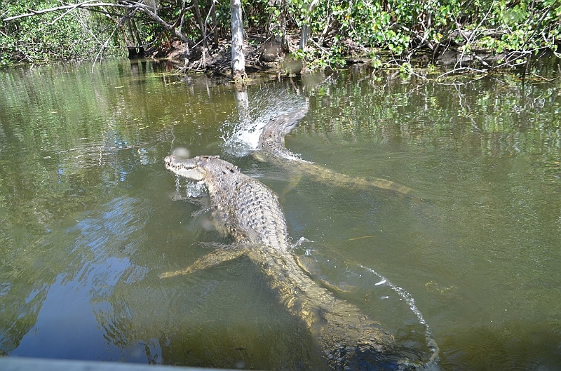094_Australia_Queensland_Hartleys_Crocodile_Adventure.JPG