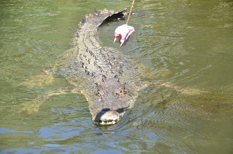 095_Australia_Queensland_Hartleys_Crocodile_Adventure.JPG