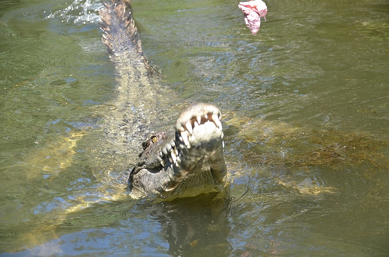 096_Australia_Queensland_Hartleys_Crocodile_Adventure.JPG