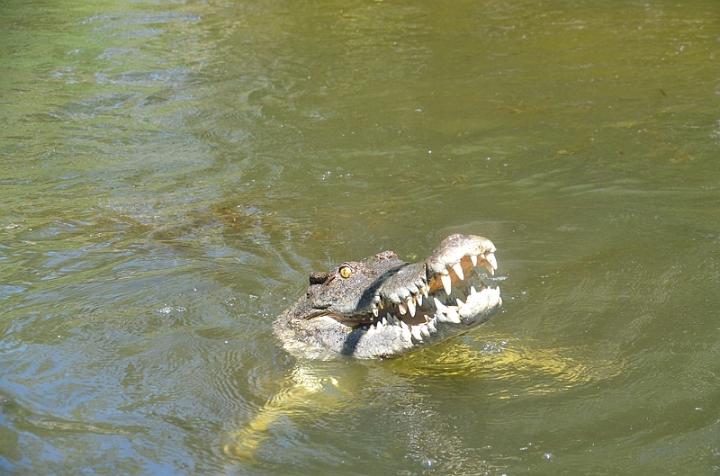098_Australia_Queensland_Hartleys_Crocodile_Adventure.JPG