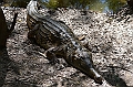 066_Australia_Queensland_Hartleys_Crocodile_Adventure