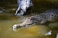 068_Australia_Queensland_Hartleys_Crocodile_Adventure