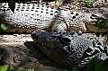 072_Australia_Queensland_Hartleys_Crocodile_Adventure