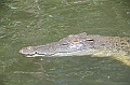 090_Australia_Queensland_Hartleys_Crocodile_Adventure