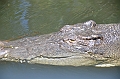 093_Australia_Queensland_Hartleys_Crocodile_Adventure