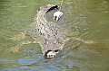 095_Australia_Queensland_Hartleys_Crocodile_Adventure