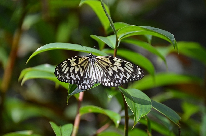 196_Philippines_Bohol_Butterfly_Conservation_Center.JPG