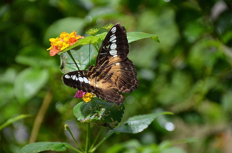 199_Philippines_Bohol_Butterfly_Conservation_Center.JPG