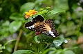 200_Philippines_Bohol_Butterfly_Conservation_Center