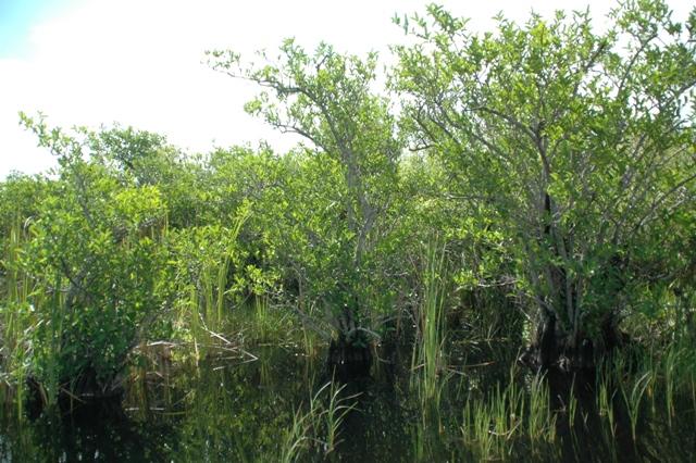 191_USA_Everglades_National_Park.JPG